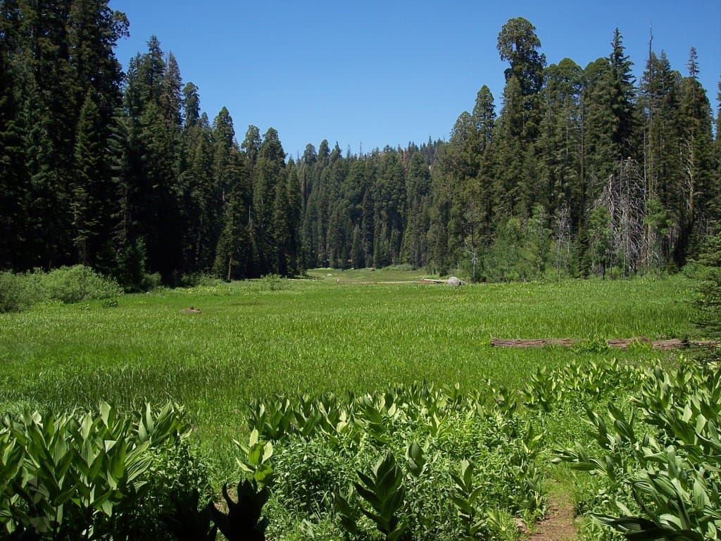 Green Crescent Meadow ringed by giant sequoias and firs