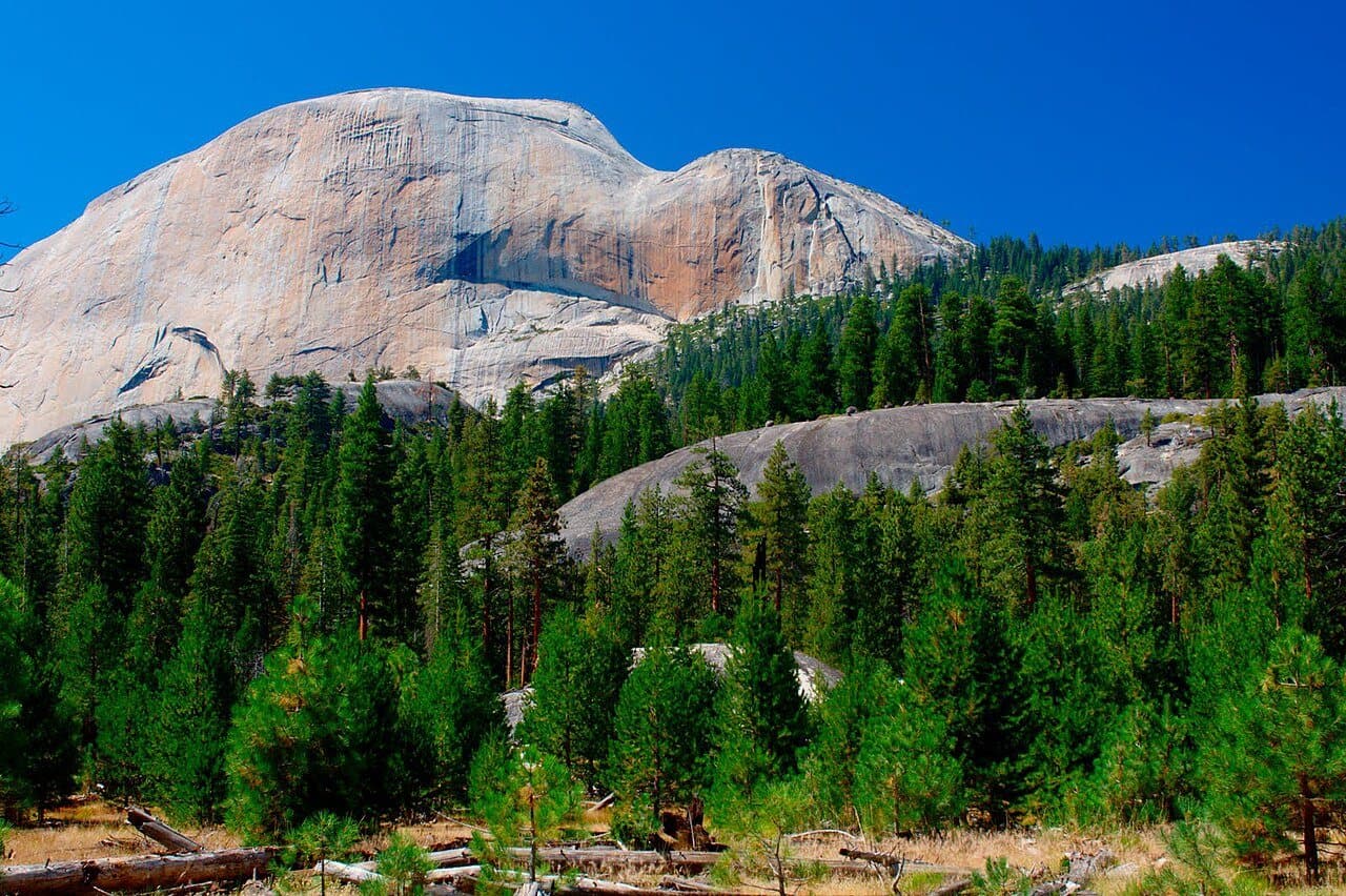 Forest of Little Yosemite Valley with the back of Half Dome above it