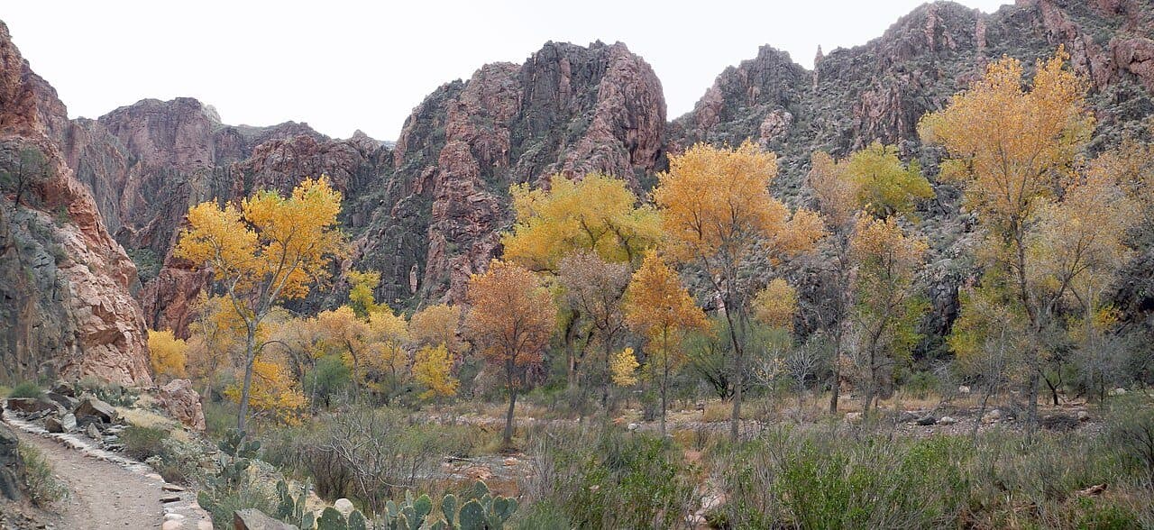 Autumn cottonwoods at Bright Angel Campground