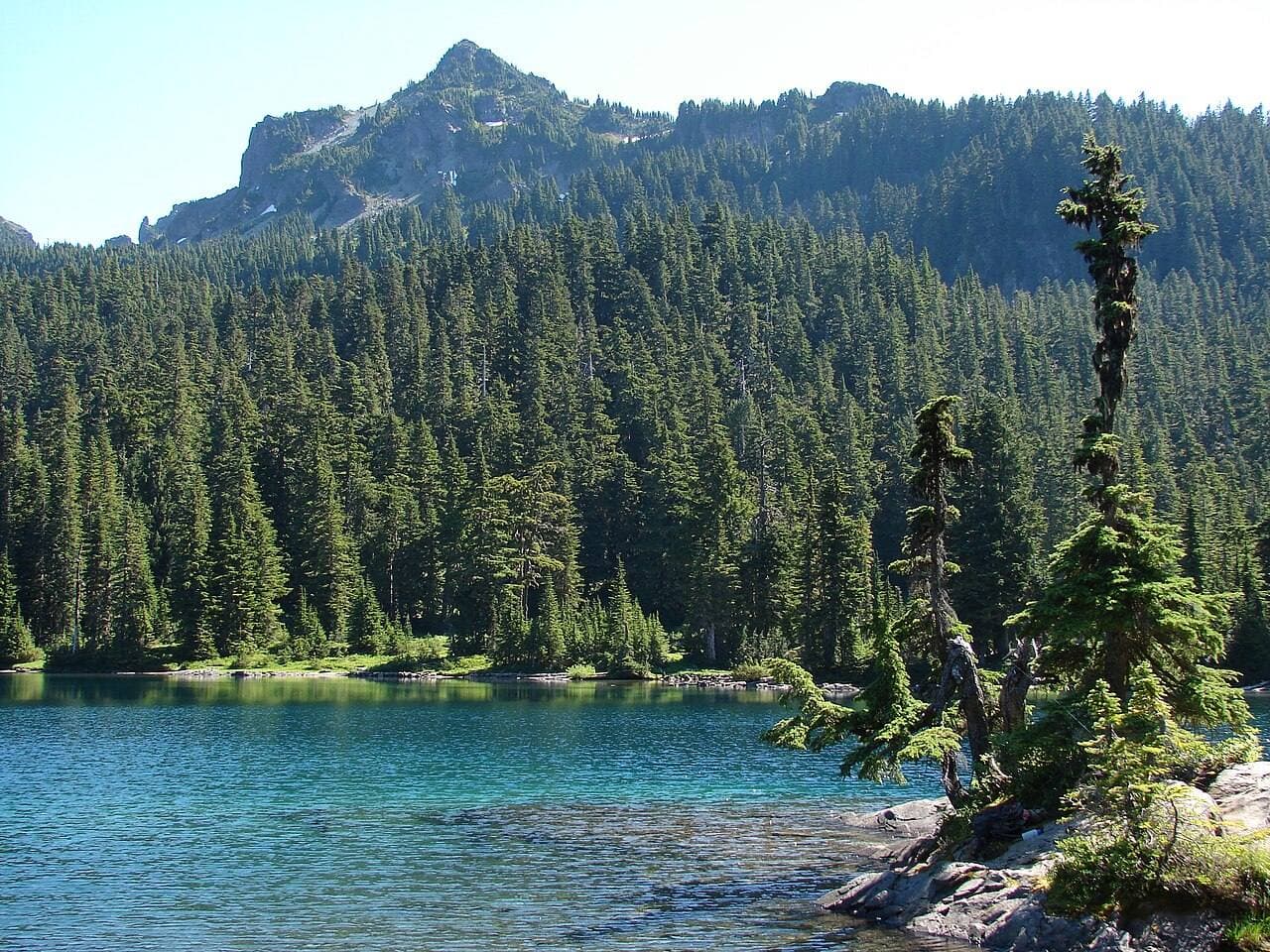 Mowich Lake and its forested shore