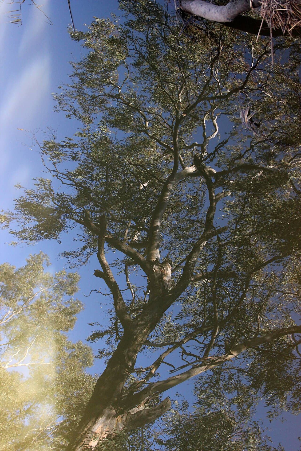 BWCAW Quota Permit — Hog Creek (EP36) wilderness permit area in Boundary Waters Canoe Area Wilderness - backcountry hiking destination