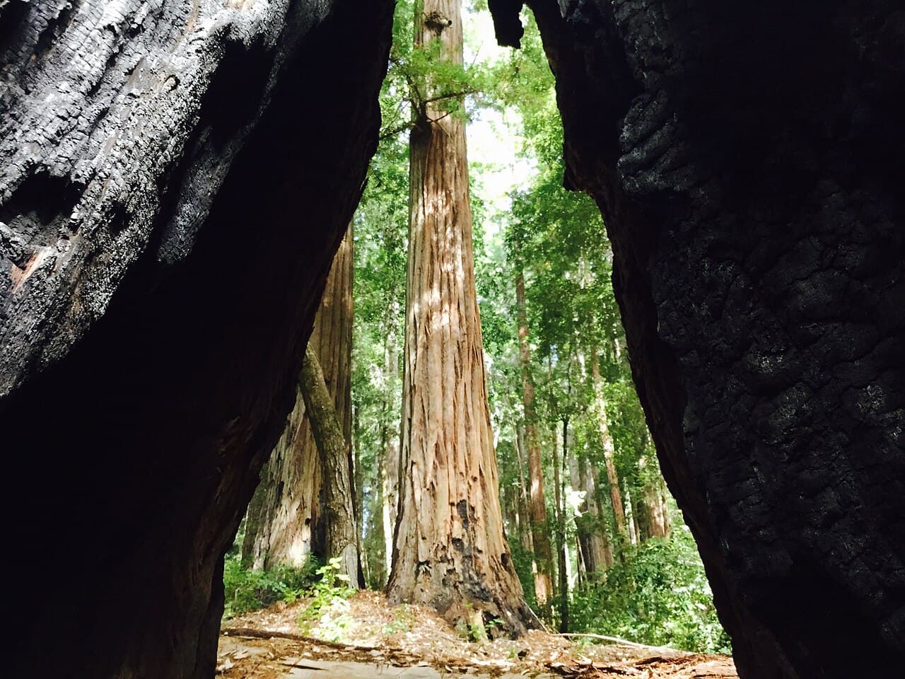 Big Basin Day-Use Access wilderness permit area in Big Basin Redwoods State Park - backcountry hiking destination