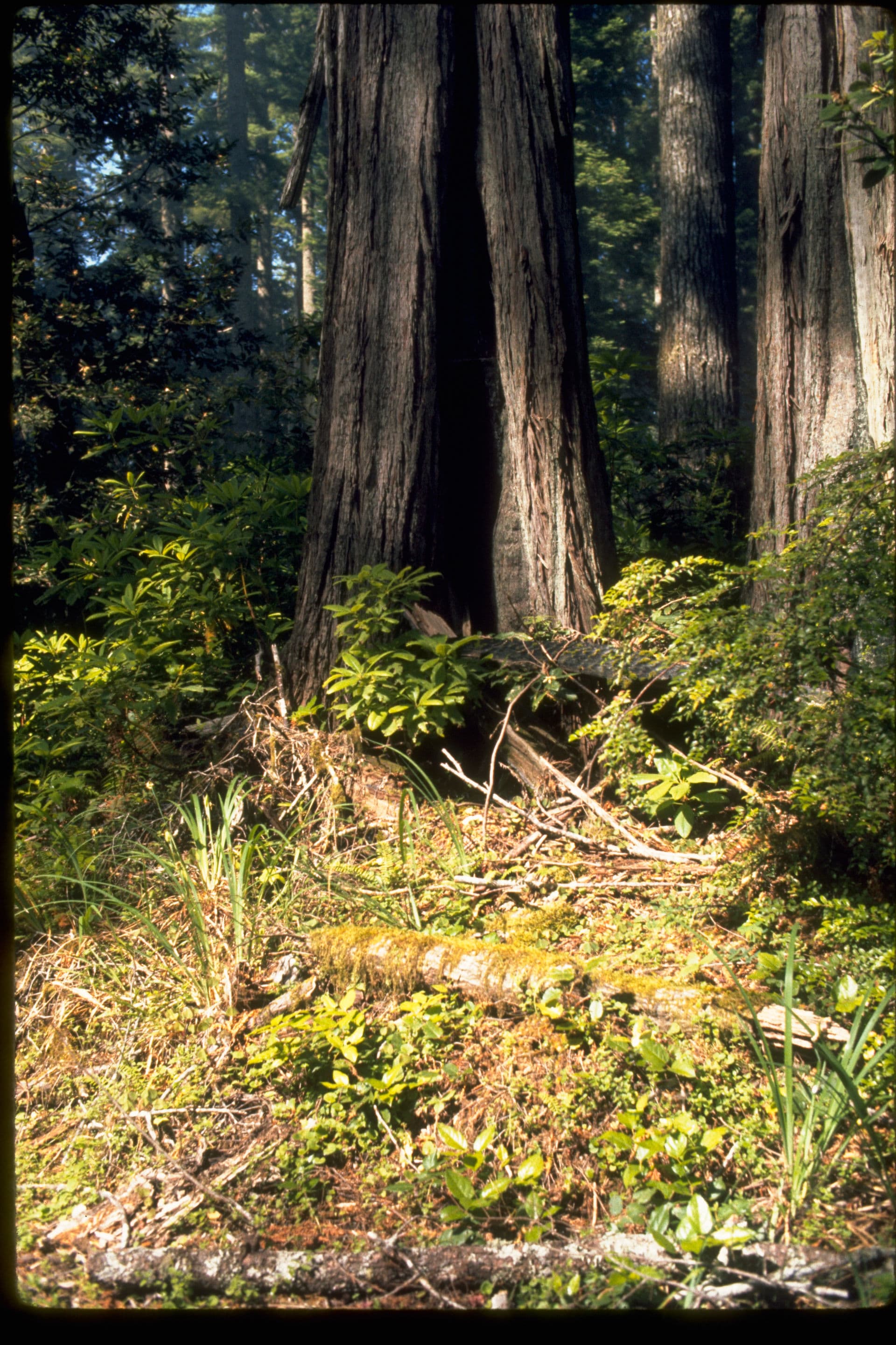 Flint Ridge Campground wilderness permit area in Redwood National and State Parks - backcountry hiking destination