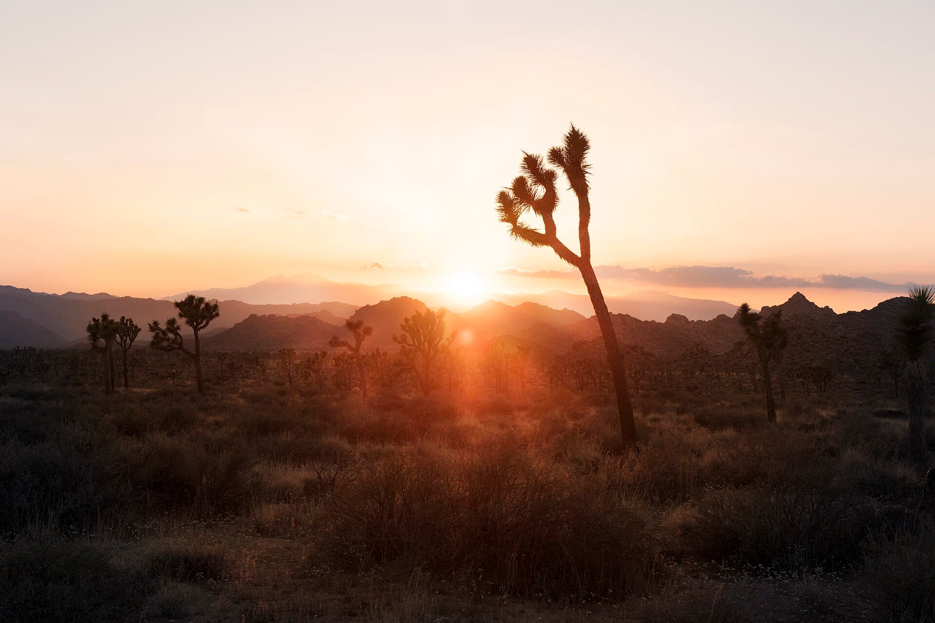 Joshua Tree Wilderness Backpacking Permit permit area in Joshua Tree National Park - backcountry hiking destination