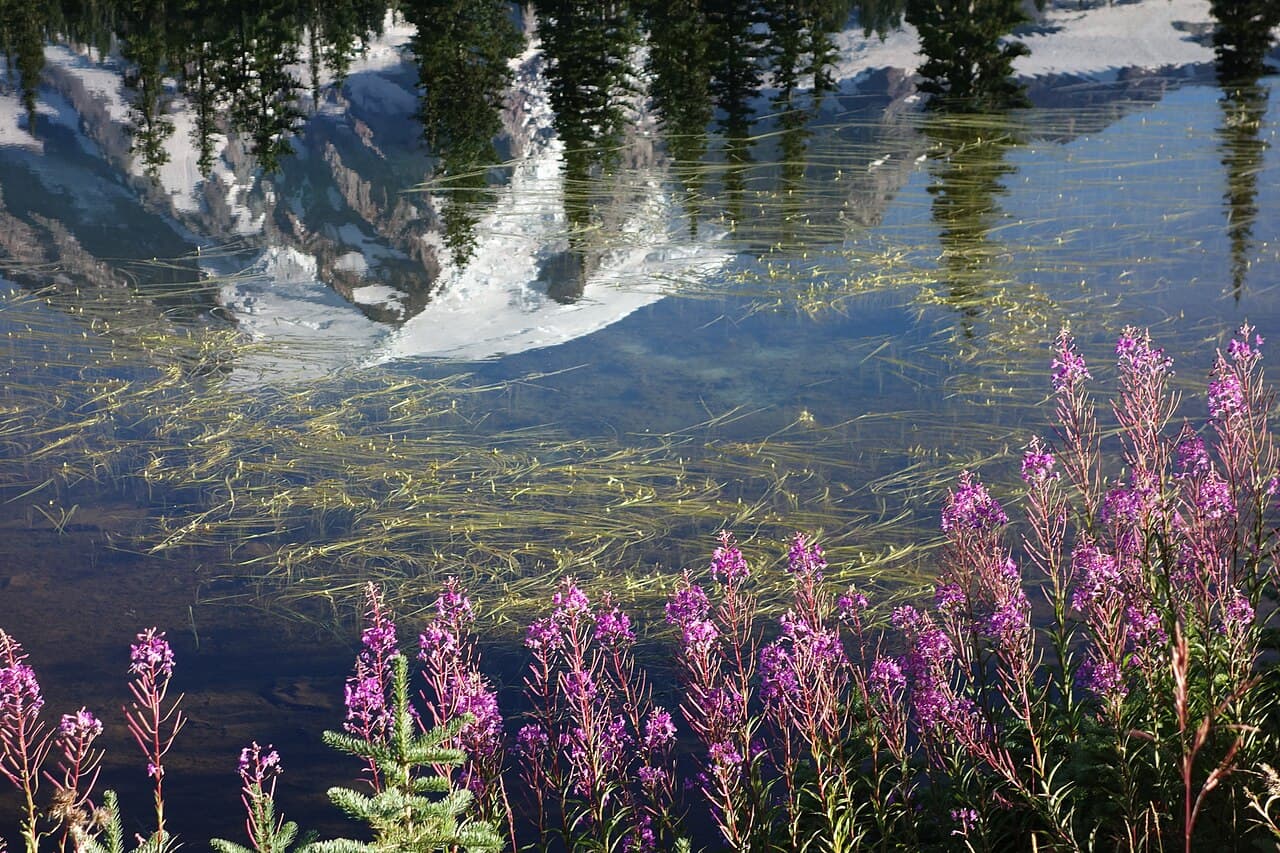 Mount Rainier Wilderness Permit wilderness permit area in Mount Rainier National Park - backcountry hiking destination