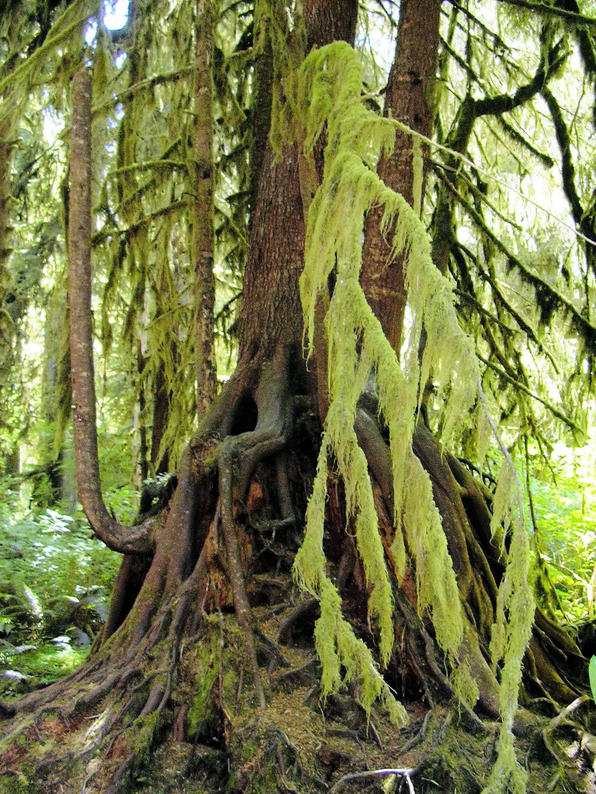 Hoh River Corridor wilderness permit area in Olympic National Park - backcountry hiking destination