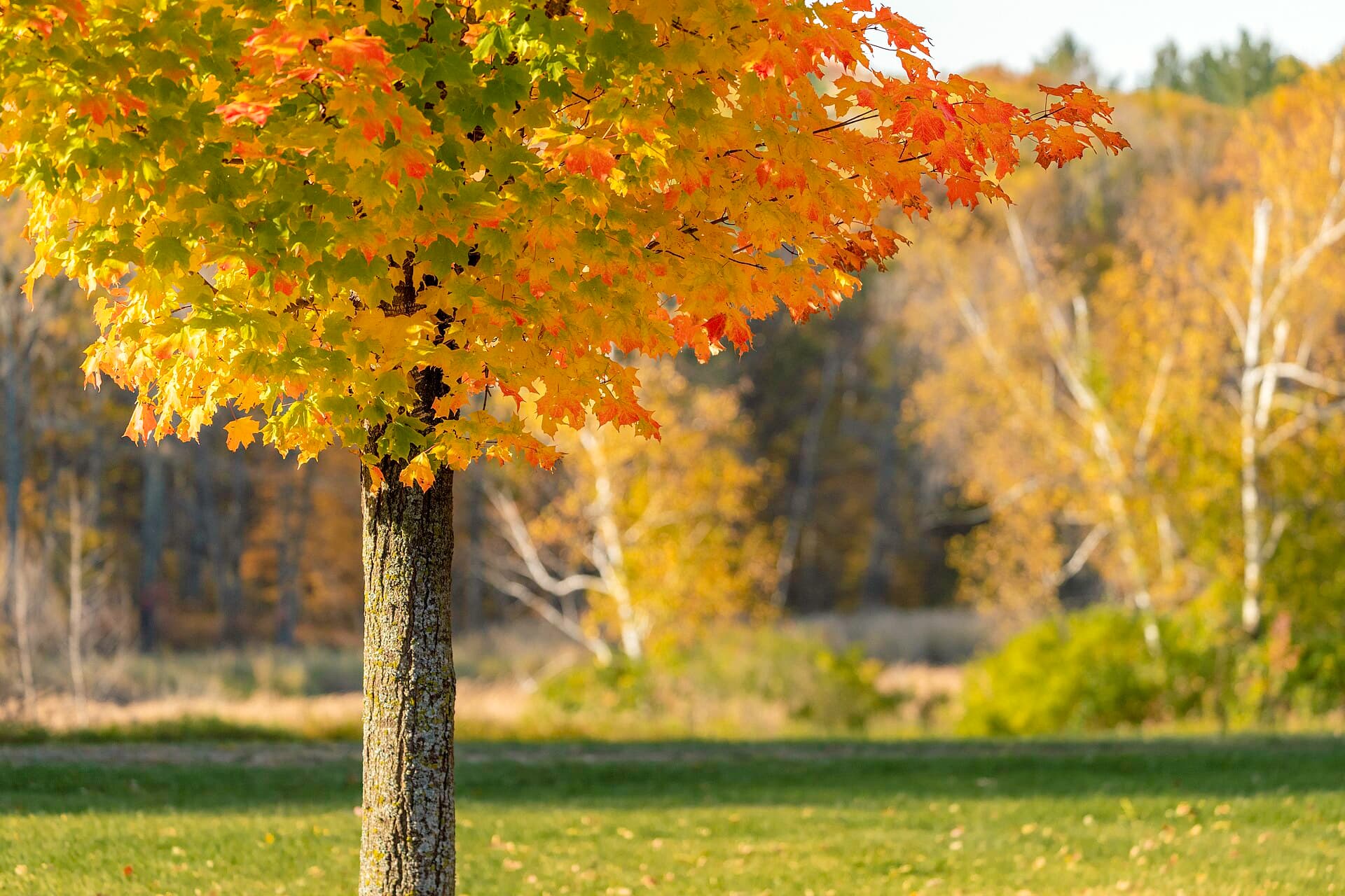 Mille Lacs Kathio Backpack Campsites permit area in Mille Lacs Kathio State Park (MN) - backcountry hiking destination