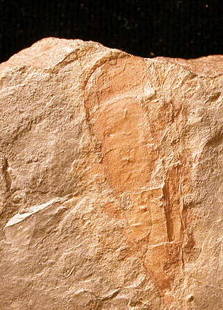 Fossil Flats Improved Primitive Campground wilderness permit area in Utahraptor State Park - backcountry hiking destination