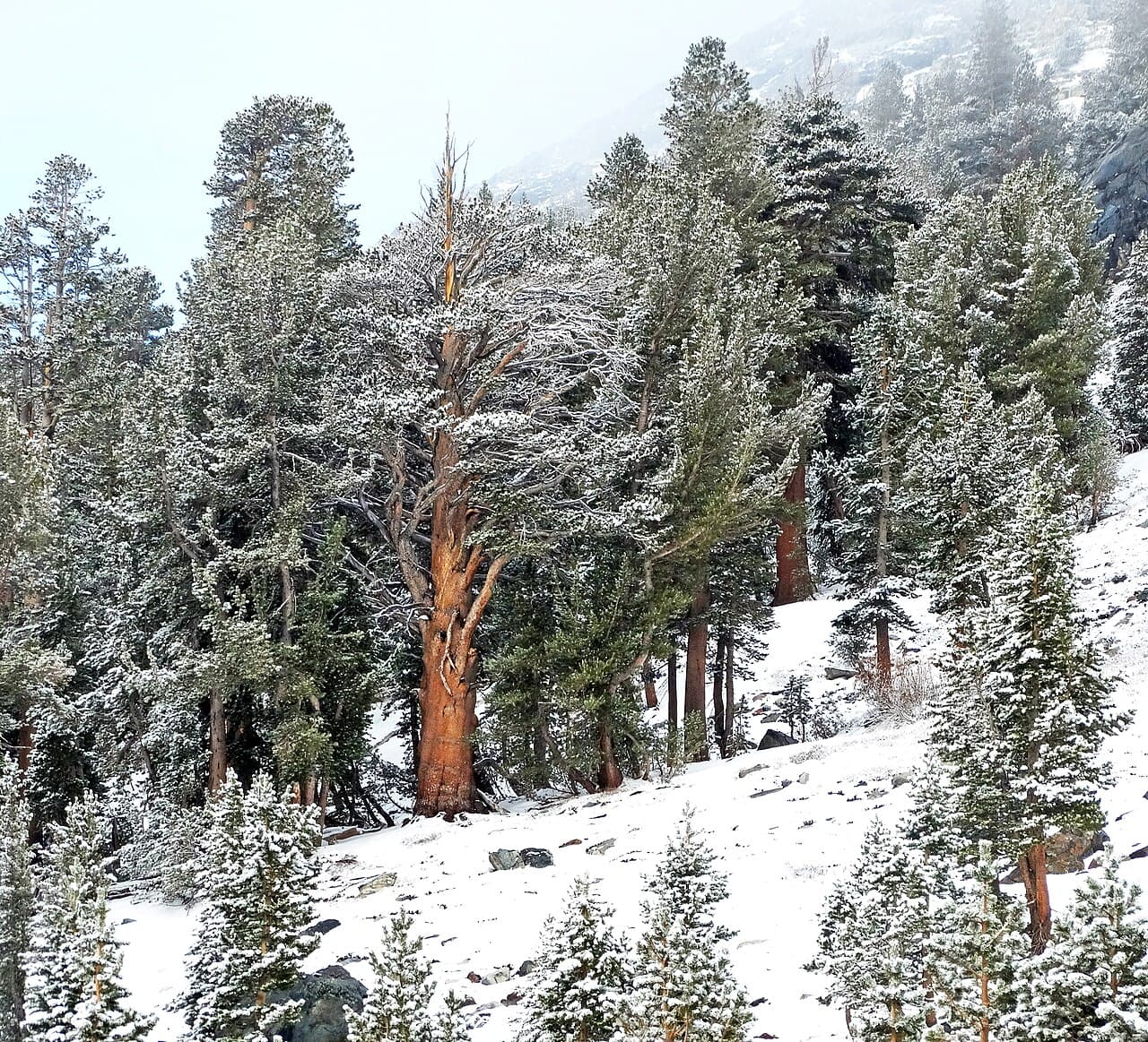 Yosemite Wilderness Permit — Yosemite Creek wilderness permit area in Yosemite National Park - backcountry hiking destination