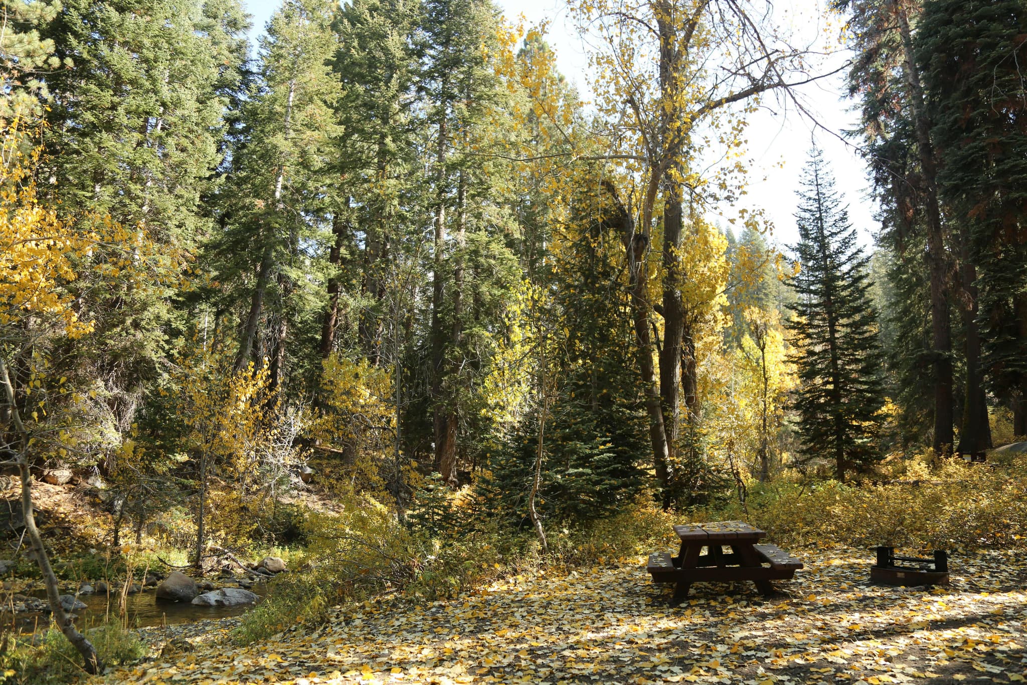 Cold Springs Campground (CA) campground