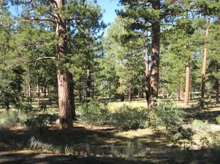 LOBO GROUP campground
