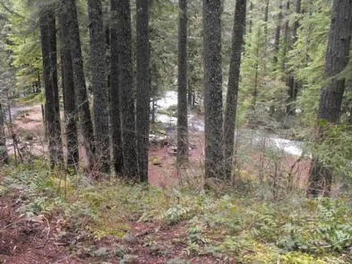 Olallie on McKenzie Highway - Willamette (OR) campground