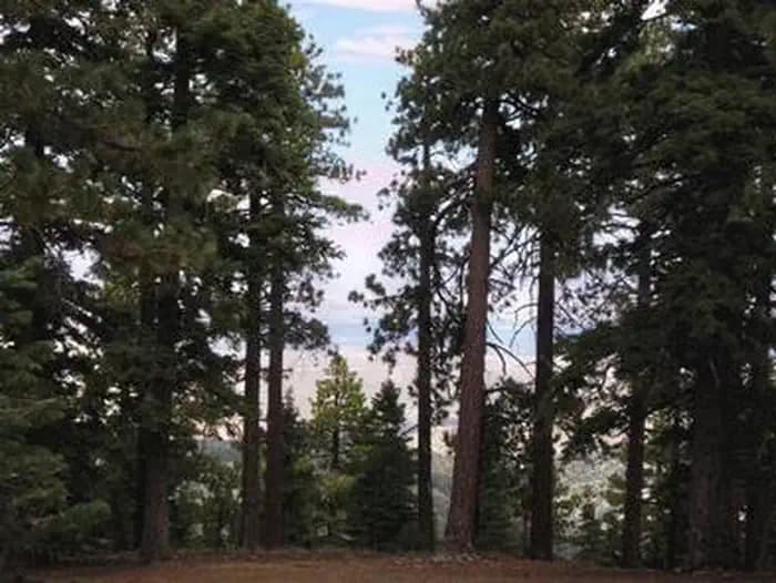 Jackson Flats Campground in California