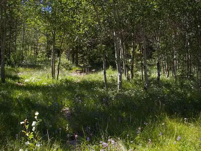 Lower Penstemon Campground in Idaho
