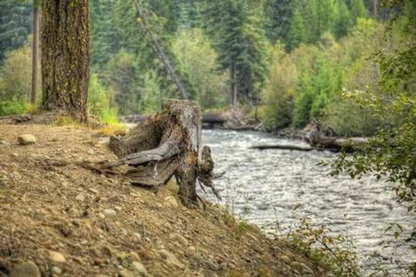 CEDAR SPRINGS CAMPGROUND (WA)  campground
