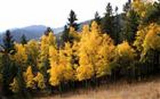 Golden Gate Canyon State Park campground
