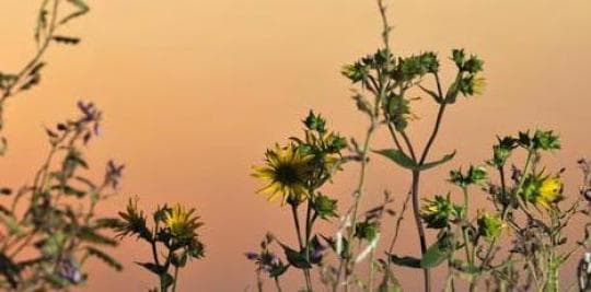 Prophetstown State Park campground