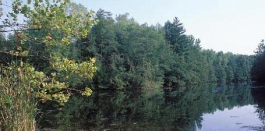 Greene-Sullivan State Forest campground