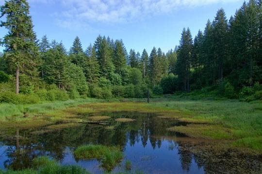 L.L. Stub Stewart Memorial State Park campground