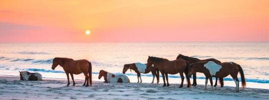 Assateague State Park campground