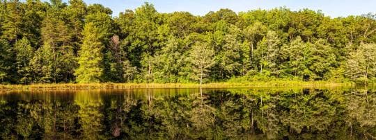 Cedarville State Forest campground