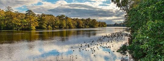 Pocomoke River State Park campground