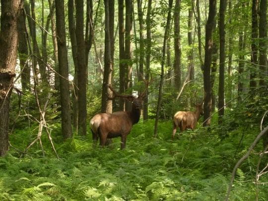 Moshannon State Forest campground