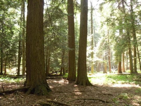 Susquehannock State Forest campground