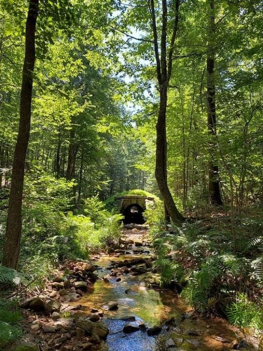 Buchanan State Forest campground