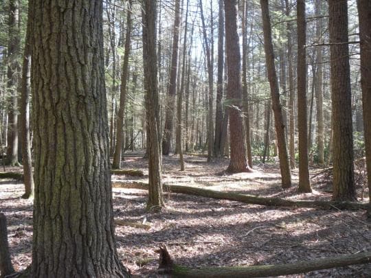Rothrock State Forest campground