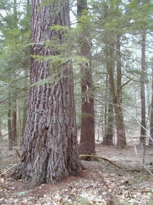 Cornplanter State Forest campground