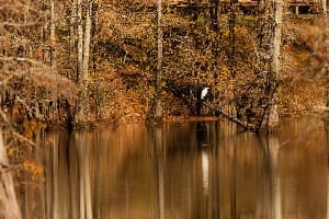 LeFleur's Bluff State Park campground