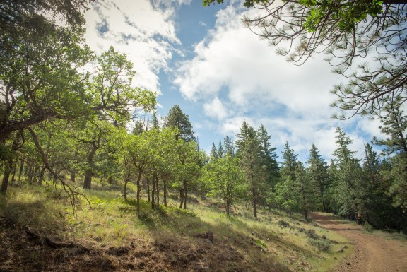 Brooks Memorial State Park campground