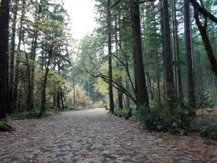 Bogus Creek Campground in Oregon