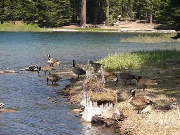 MANZANITA LAKE GROUP CAMPGROUND campground in California