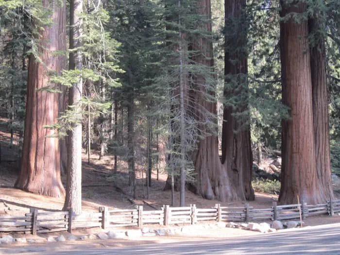 Dorst Creek Campground-Sequoia and Kings Canyon National Park campground in California
