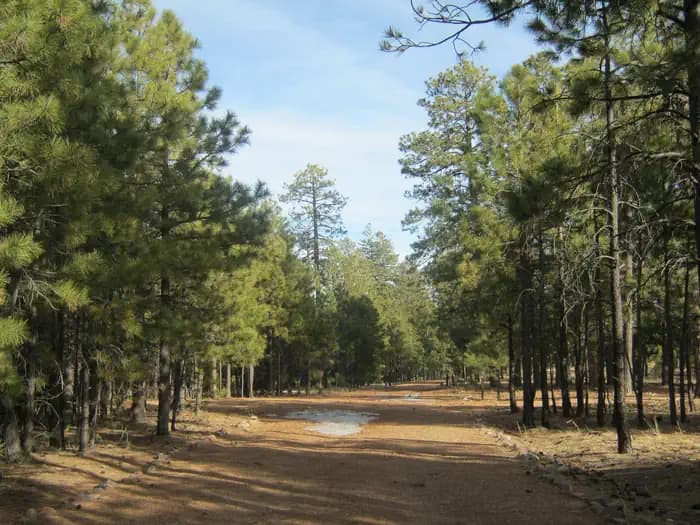 Black Canyon Rim Campground (Apache-Sitgreaves National Forest, Az) in Arizona