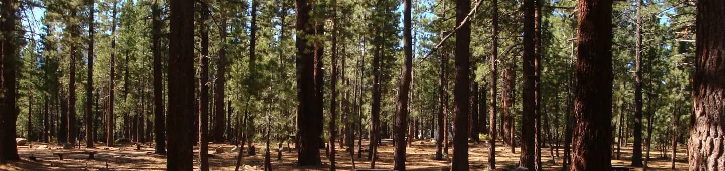 OLD SHADY REST CAMPGROUND campground in California