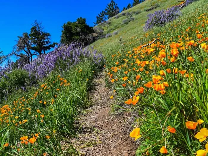 Mt. Figueroa Campground in California