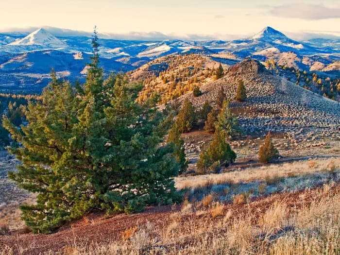 OCHOCO FOREST CAMP campground in Oregon