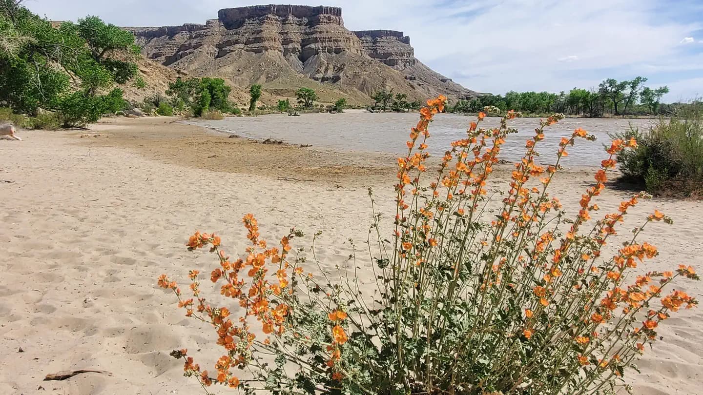 Swasey's Beach Campground campground in Utah