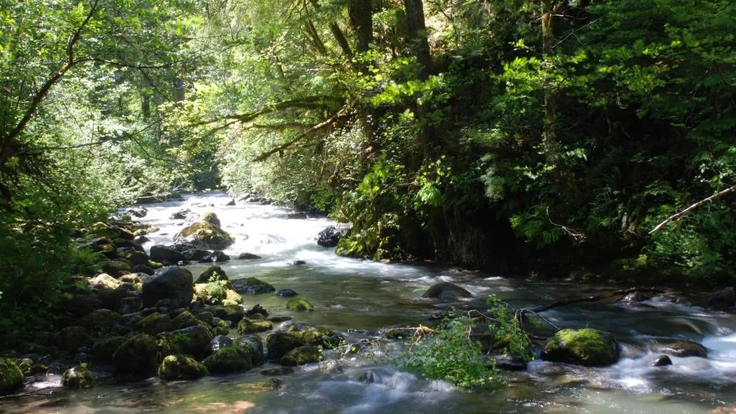Falls View Campground in Washington