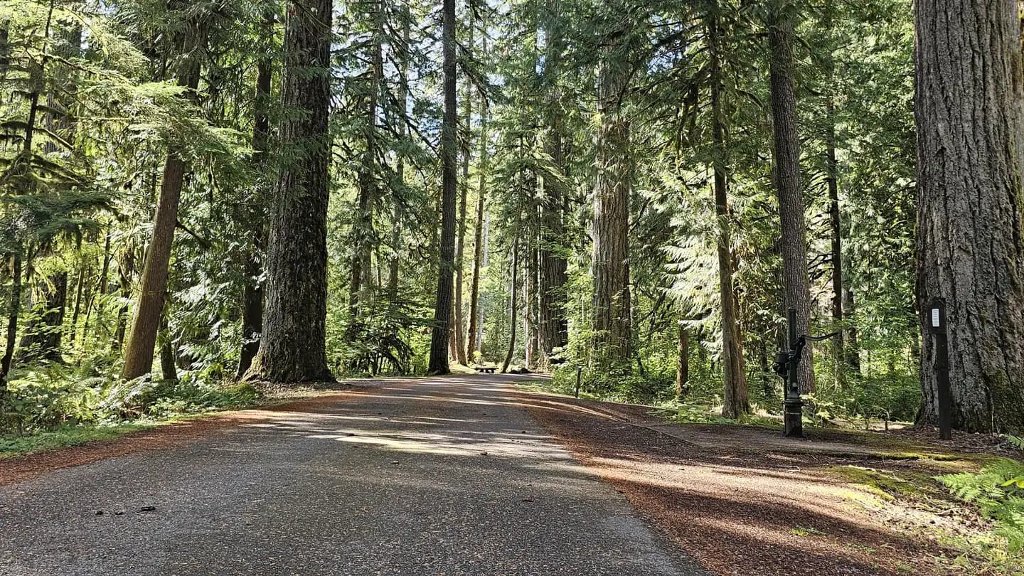 Douglas Fir Campground campground in Washington