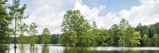 Trap Pond State Park campground