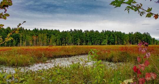Pawtuckaway State Park campground