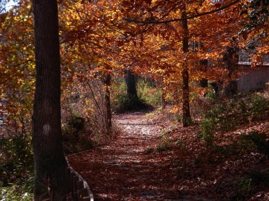 Merchants Millpond State Park campground