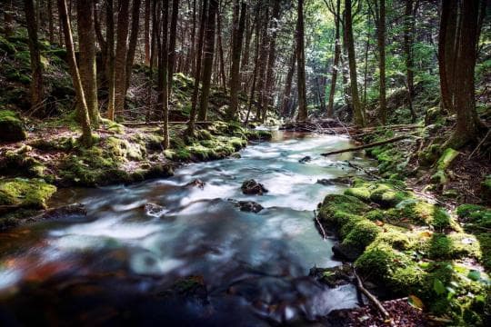 Bald Eagle State Forest Campground in Pennsylvania