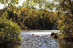 Bob M. Dearing Natchez State Park campground