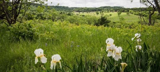 Cedar Hill State Park campground